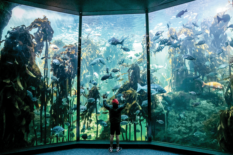 Two Oceans Aquarium